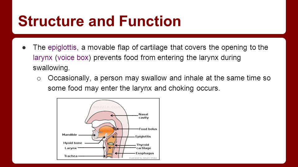 Describe structure and function blood and body fluids essa